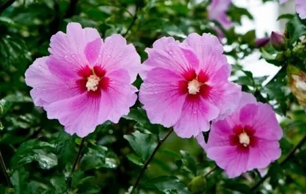 Hibiscus_Plant_(Hybrid,_Pack_of_1)