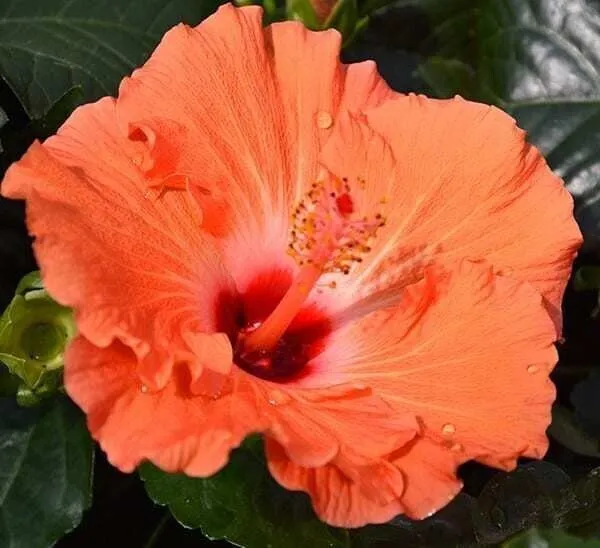 Hibiscus_Plant_(Hybrid,_Pack_of_1)