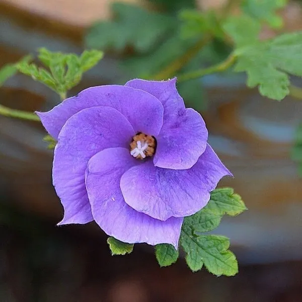 Hibiscus_Plant_(Hybrid,_Pack_of_1)