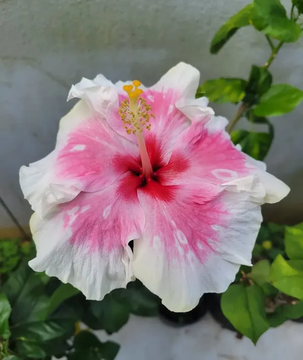 Hibiscus_Plant_(Hybrid,_Pack_of_1)