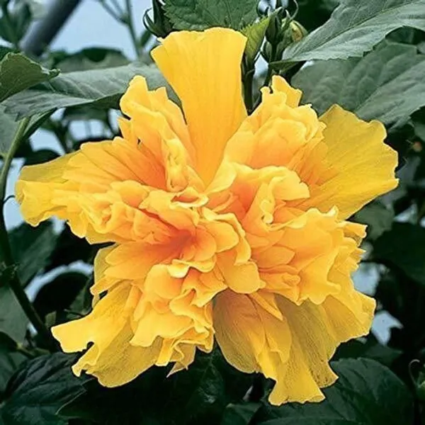 Hibiscus_Plant_(Hybrid,_Pack_of_1)