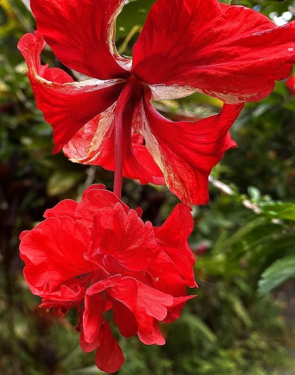 Hibiscus_Plant_(Hybrid,_Pack_of_1)