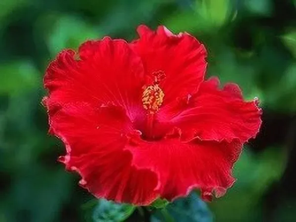 Hibiscus_Plant_(Hybrid,_Pack_of_1)