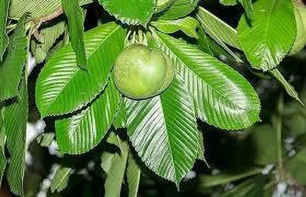 Elephant_Apple_Plant_(Hybrid,_Pack_of_1)