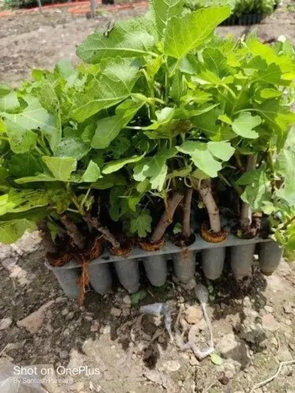 Gular/Cluster_Fig_Plant_(Hybrid,_Pack_of_1)