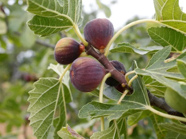 Gular/Cluster_Fig_Plant_(Hybrid,_Pack_of_1)