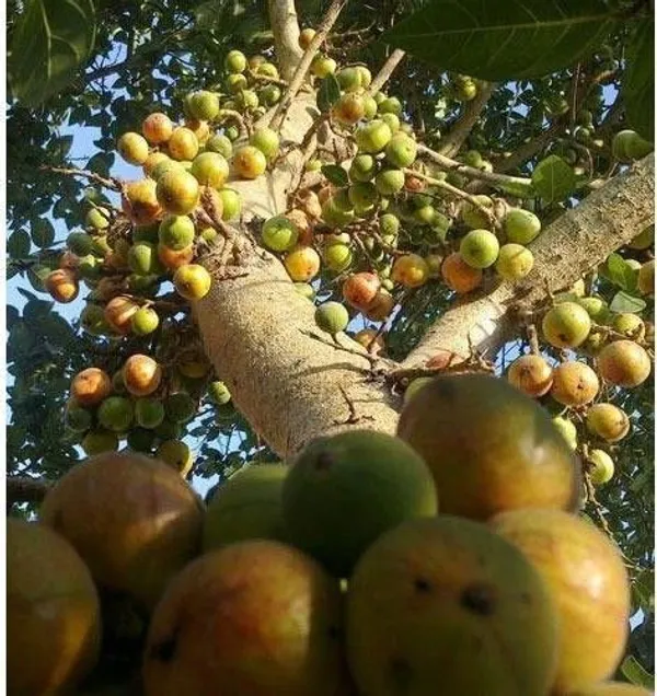 Gular/Cluster_Fig_Plant_(Hybrid,_Pack_of_1)