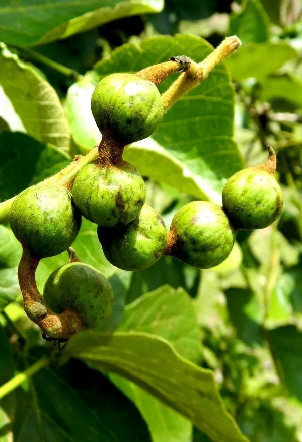 Gular/Cluster_Fig_Plant_(Hybrid,_Pack_of_1)