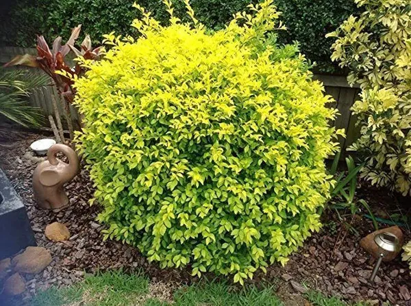 Duranta_Plant_(Hybrid,_Pack_of_1)