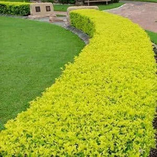 Duranta_Plant_(Hybrid,_Pack_of_1)