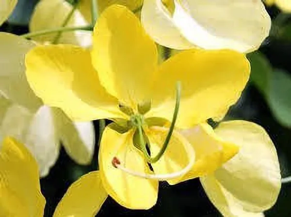 Heart_Leaf_Oxycardium_Plant_(Hybrid,_Pack_of_1)