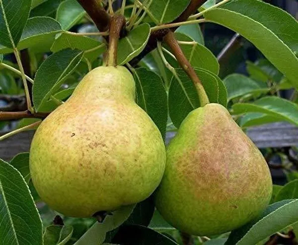 Pear_Plant_(Hybrid,_Pack_of_1)