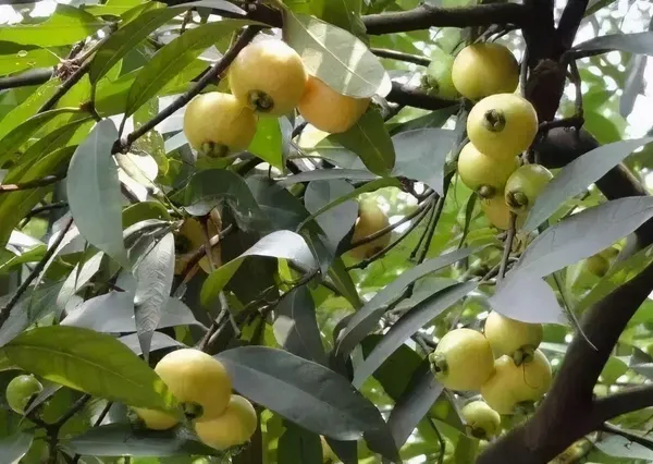 Jamun_Plant_(Hybrid,_Pack_of_1)