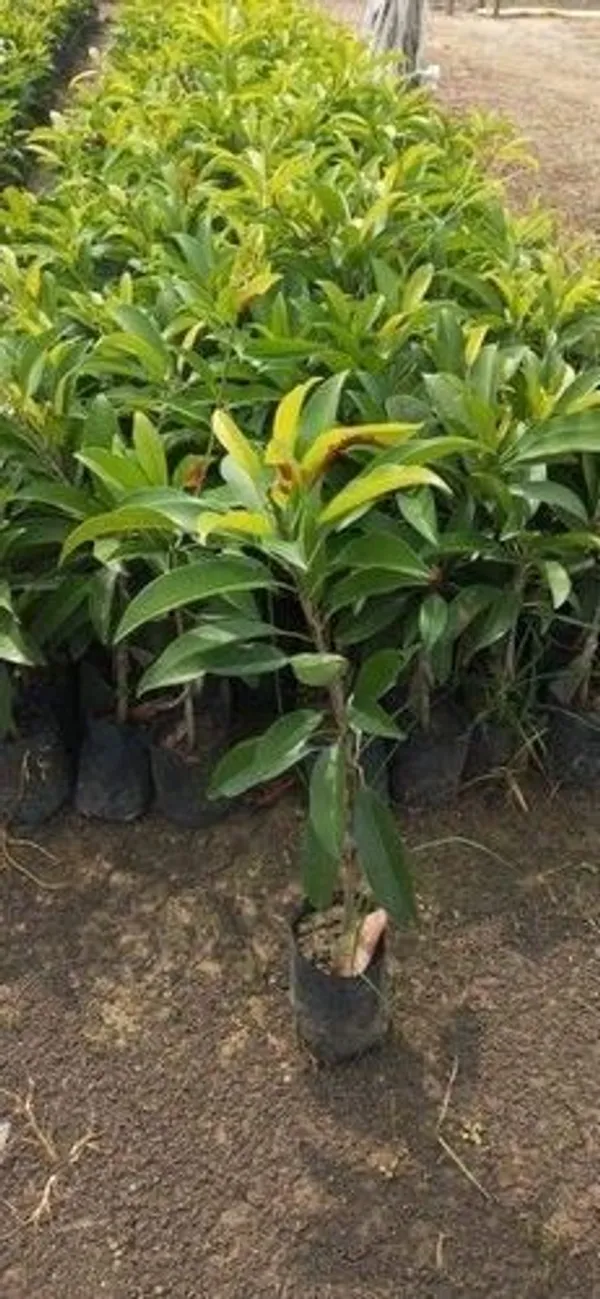Chiku_Plant_(Hybrid,_Pack_of_1)