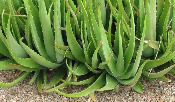 Aloe_Vera_Plant_(Hybrid,_Pack_of_1)