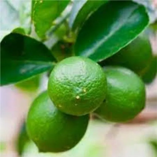 Lemon_Plant_(Hybrid,_Pack_of_1)