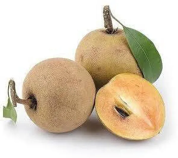 Chiku_Plant_(Hybrid,_Pack_of_1)