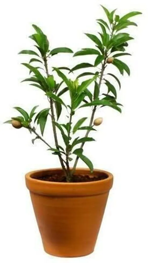Chiku_Plant_(Hybrid,_Pack_of_1)