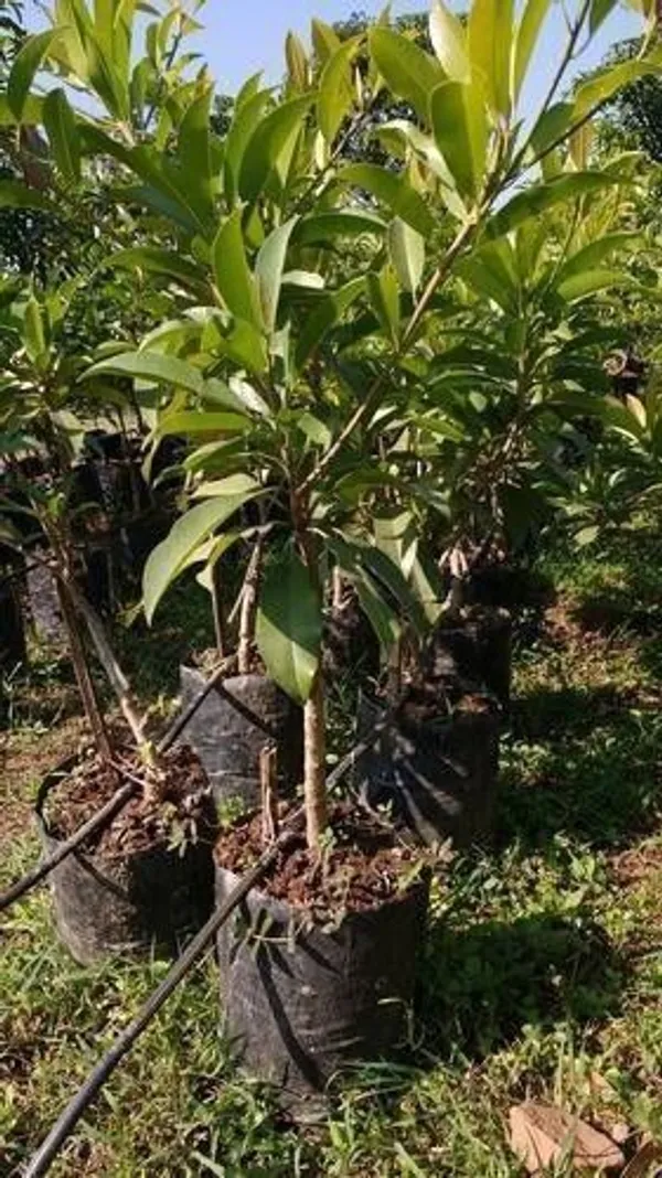 Chiku_Plant_(Hybrid,_Pack_of_1)