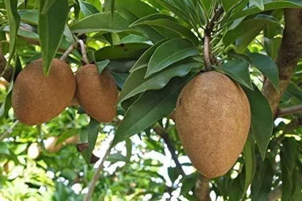 Chiku_Plant_(Hybrid,_Pack_of_1)