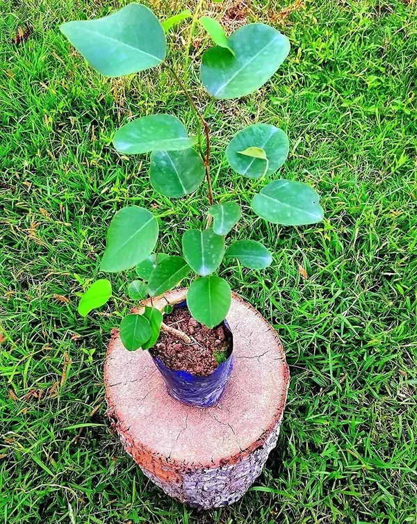 Red_Sandalwood_Plant_(Hybrid,_Pack_of_1)