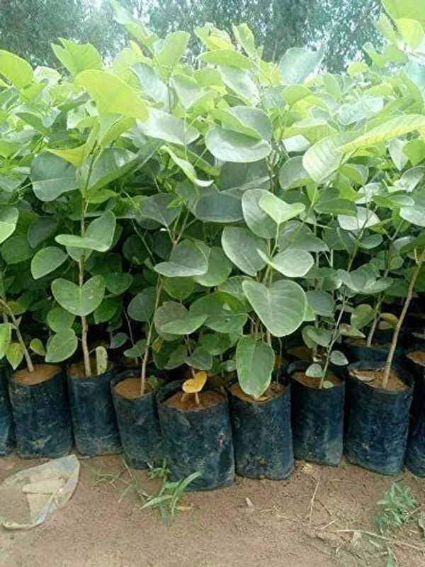 Red_Sandalwood_Plant_(Hybrid,_Pack_of_1)