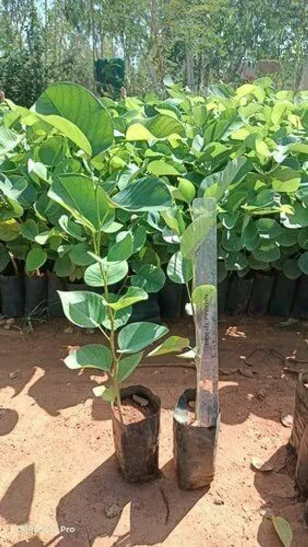 Red_Sandalwood_Plant_(Hybrid,_Pack_of_1)