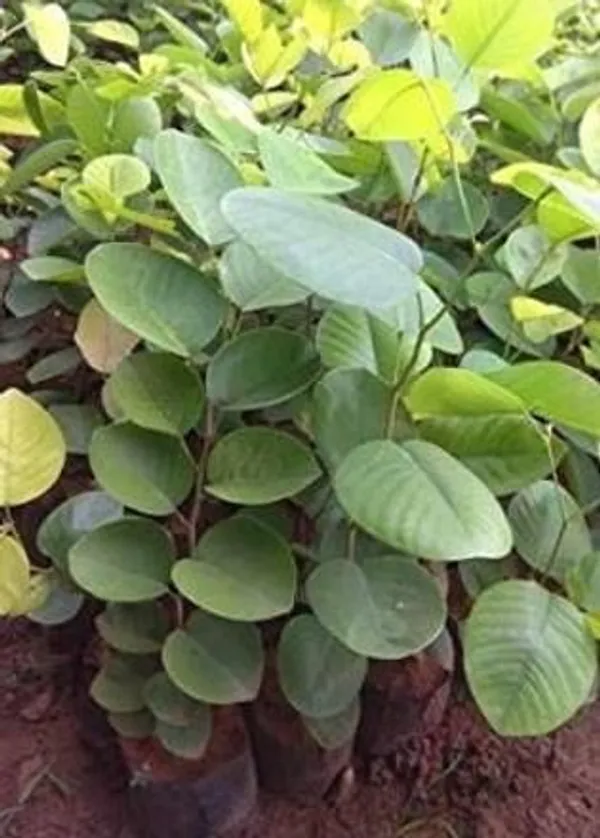 Red_Sandalwood_Plant_(Hybrid,_Pack_of_1)