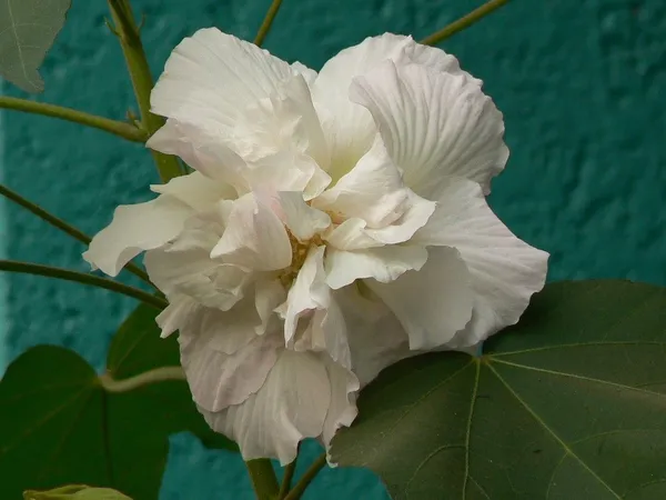Lotus_Plant_(Hybrid,_Pack_of_1)