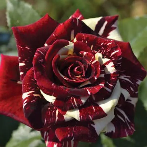 Rose_Plant_(Hybrid,_Pack_of_1)