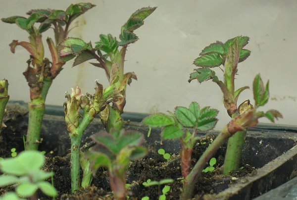 Rose_Plant_(Hybrid,_Pack_of_1)