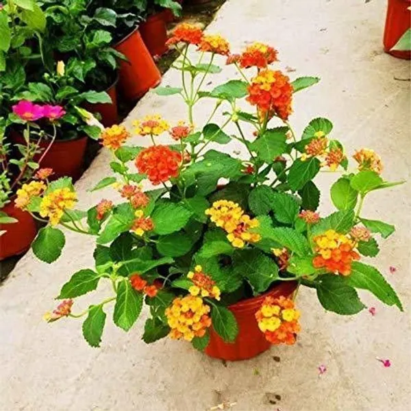 Lantana/Raimuniya_Plant_(Hybrid,_Pack_of_1)