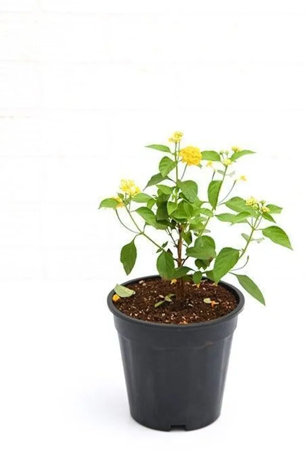Jasmine_Plant_(Hybrid,_Pack_of_1)