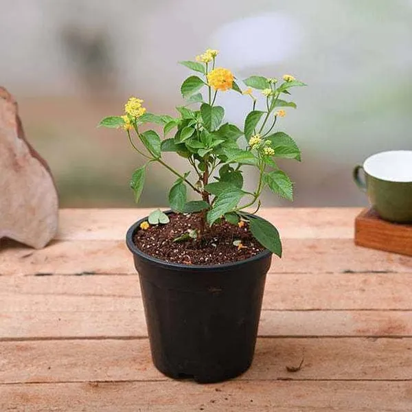 Jasmine_Plant_(Hybrid,_Pack_of_1)