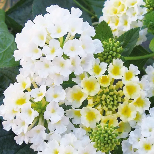 Lantana_Plant_(Hybrid,_Pack_of_1)