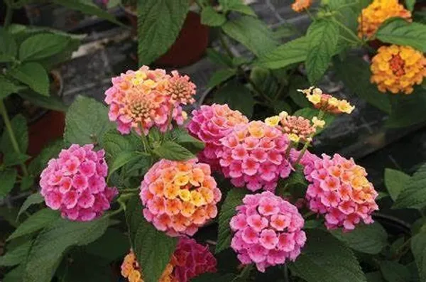 Lantana_Plant_(Hybrid,_Pack_of_1)