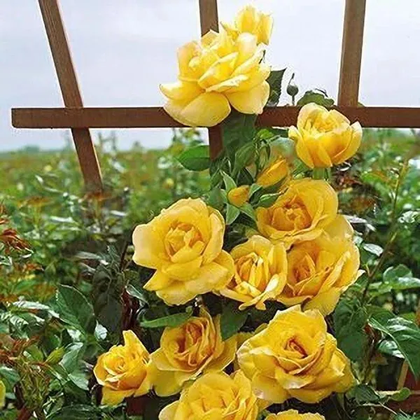 Rose_Plant_(Hybrid,_Pack_of_1)