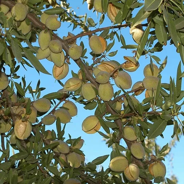Almond_Plant_(Hybrid,_Pack_of_1)