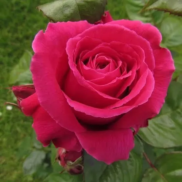 Rose_Plant_(Hybrid,_Pack_of_1)