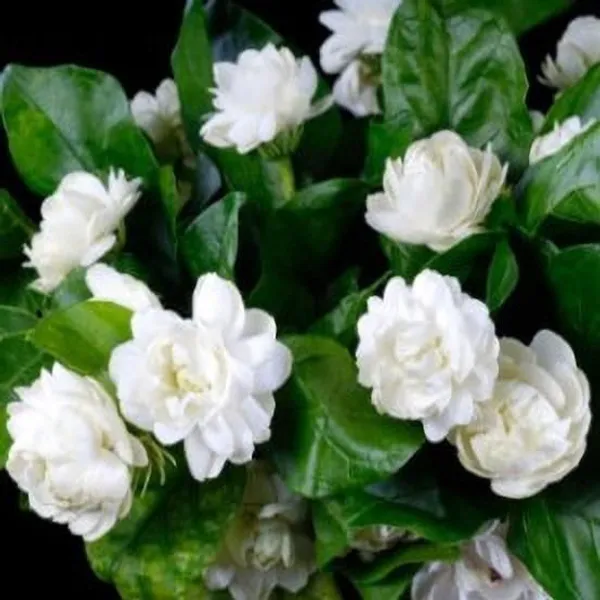 Jasmine_Plant_(Hybrid,_Pack_of_1)