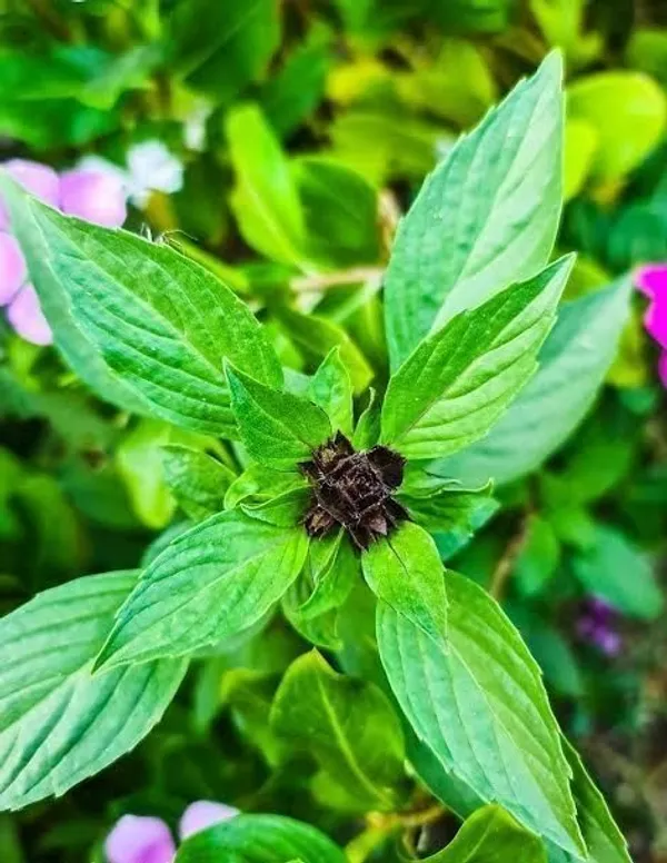 Marjoram_Plant_(Hybrid,_Pack_of_1)