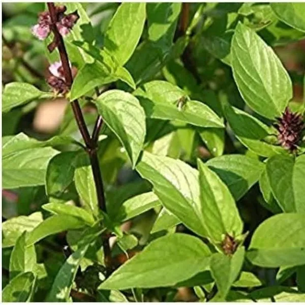Marjoram_Plant_(Hybrid,_Pack_of_1)