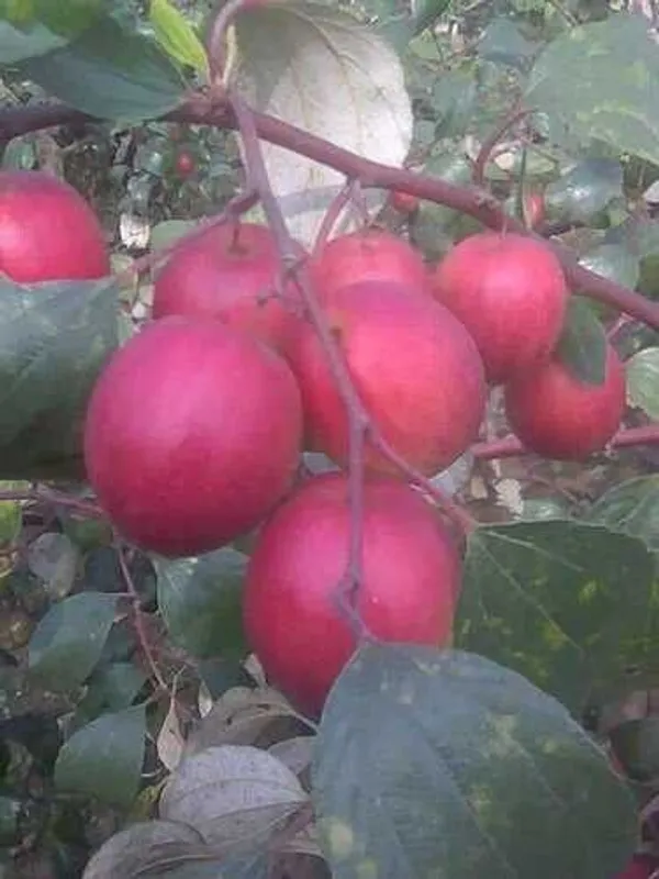 Ber_Apple_Plant_(Hybrid,_Pack_of_1)