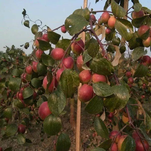 Ber_Apple_Plant_(Hybrid,_Pack_of_1)