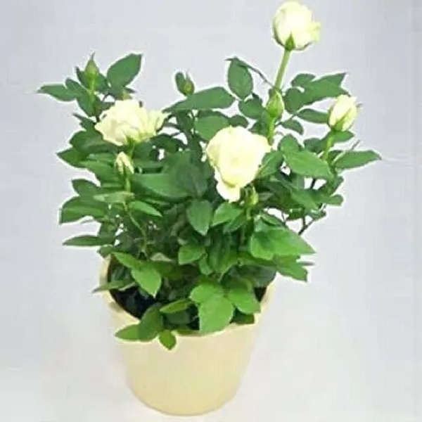 Rose_Plant_(Hybrid,_Pack_of_1)