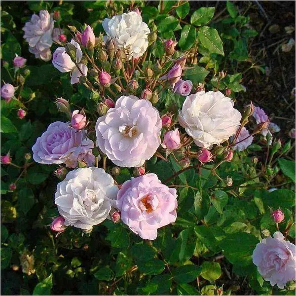 Rose_Plant_(Hybrid,_Pack_of_1)