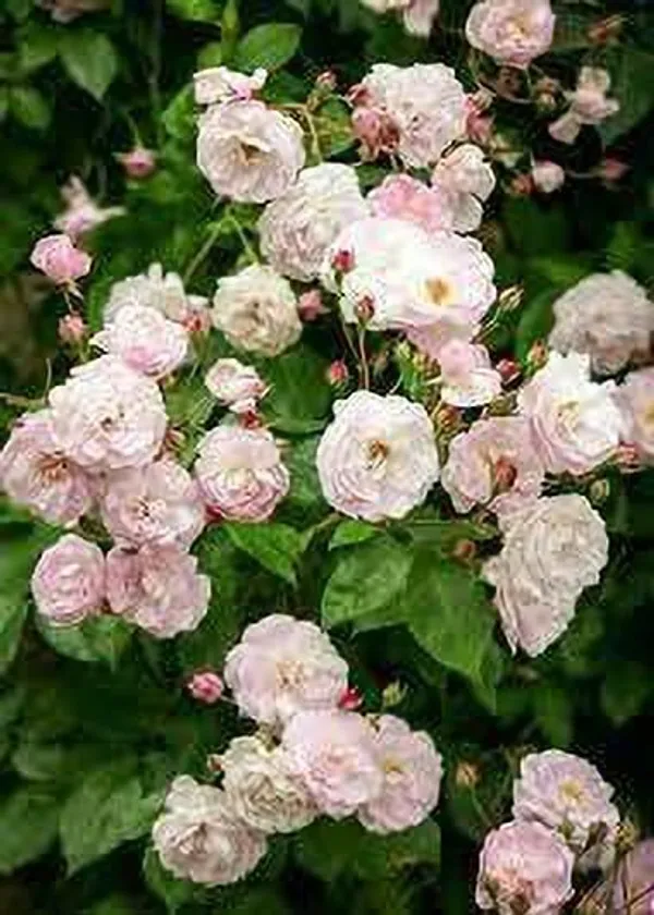 Rose_Plant_(Hybrid,_Pack_of_1)