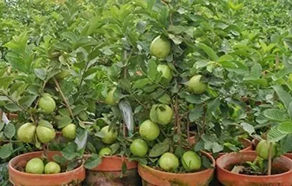 Guava_Plant_(Hybrid,_Pack_of_1)