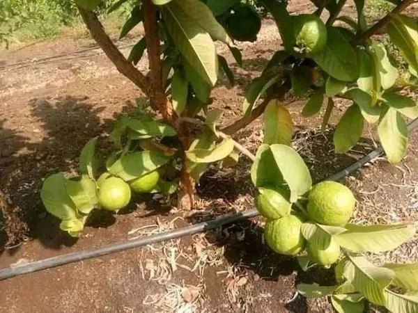 Guava_Plant_(Hybrid,_Pack_of_1)