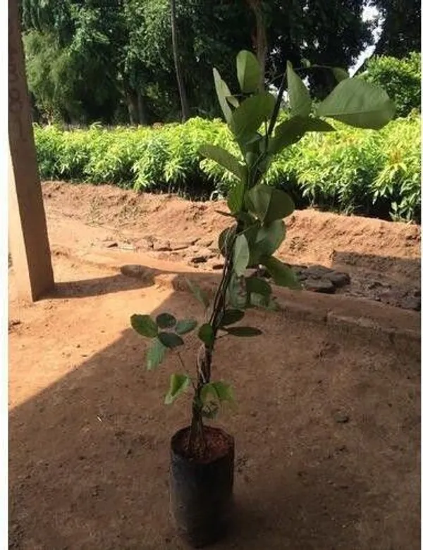Red_Sandalwood_Plant_(Hybrid,_Pack_of_1)